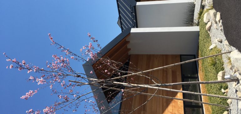 春🌸桜🌸4月のおやすみ