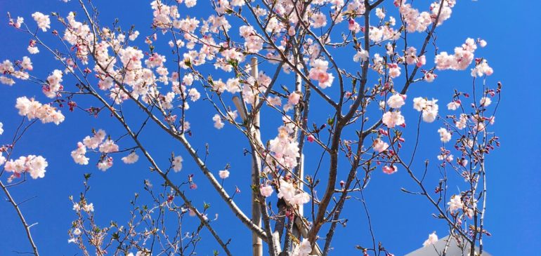 4月,ゴールデンウィークのお休み