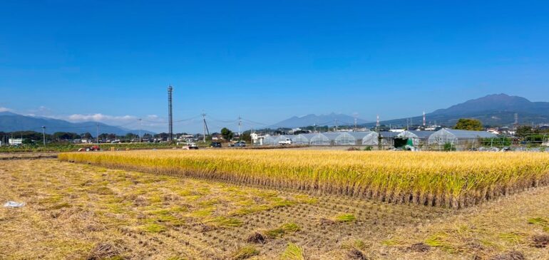 稲刈りと11月の臨時休業