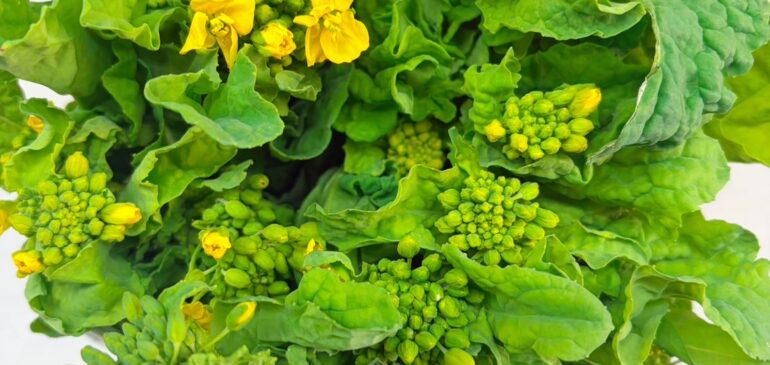 3月臨時休業のお知らせ